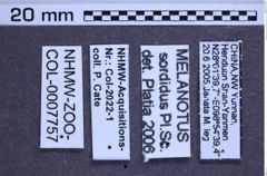 Etikette zu Melanotus sordidus (Platia & Schimmel, 2001) (NHMW-ZOO-COL-0007757)